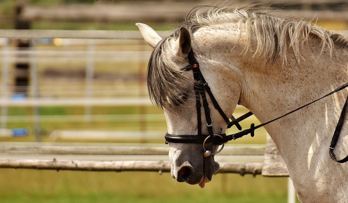 Beginner's Guide to Correct Rising Trot Technique