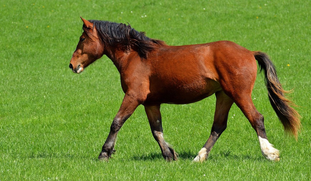 Choosing the Right Hay for Your Horse's Diet