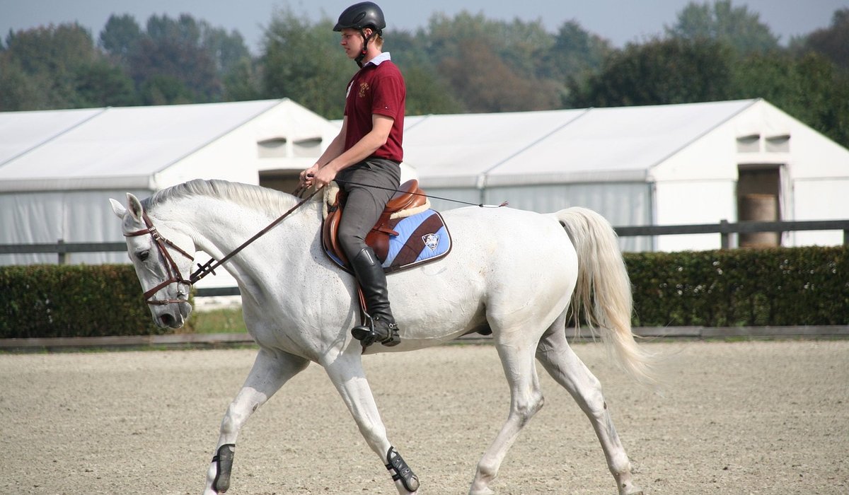 Coping with Horse Clipping for the First Time