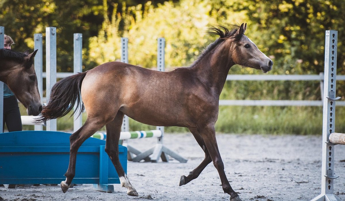 Essential Daily Grooming Routine for Happy Horses