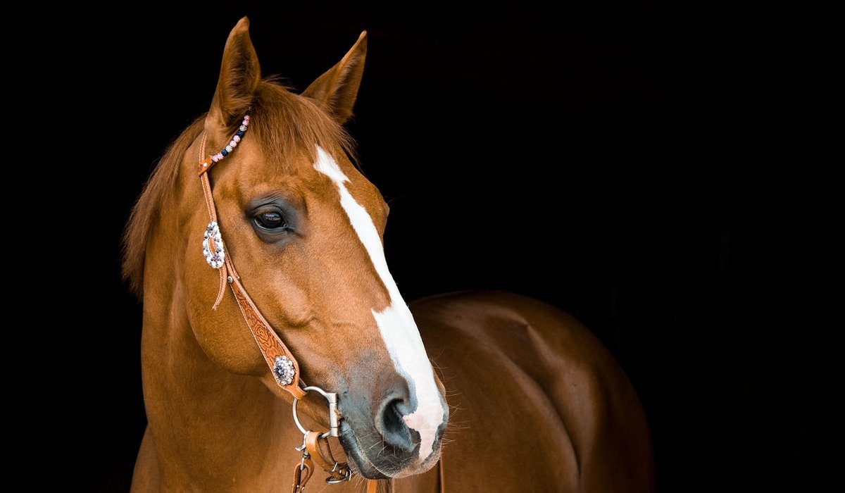 How to Clean and Store Leather Tack Properly