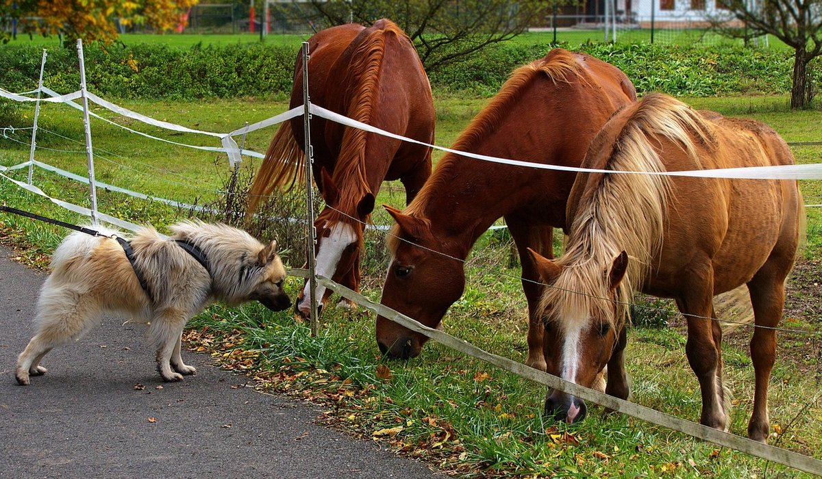 How to Create a Safe Paddock for Your Horse