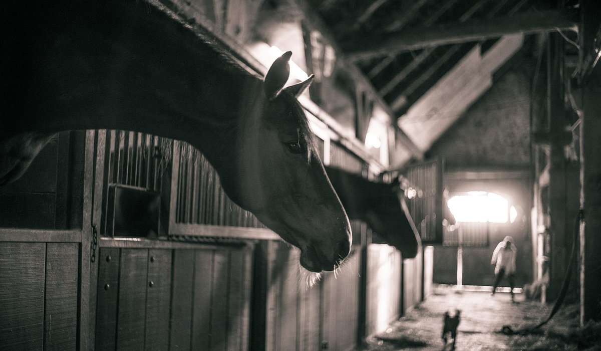 Managing Mud Fever During Wet Winter Months