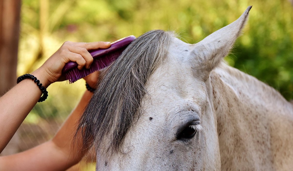 Preparing for Your First Dressage Competition