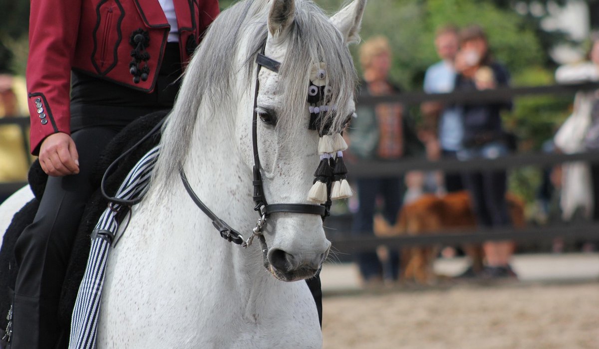 Recognising Early Signs of Lameness in Horses