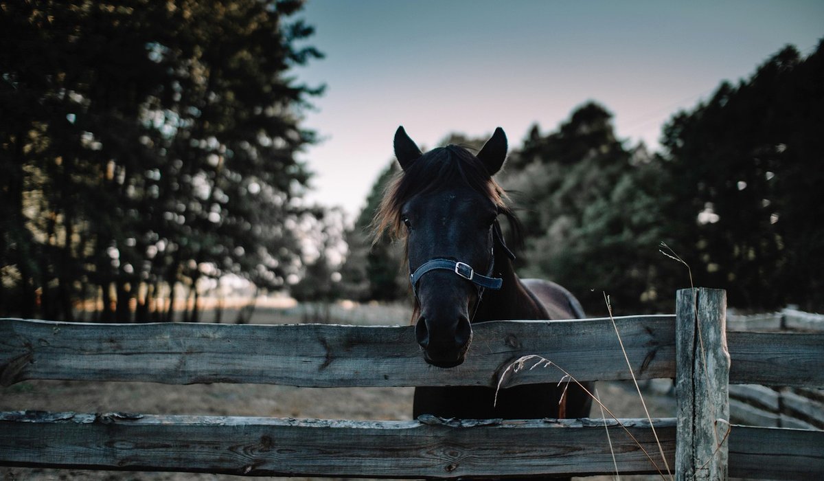 Safe Ways to Introduce a New Horse to Herd