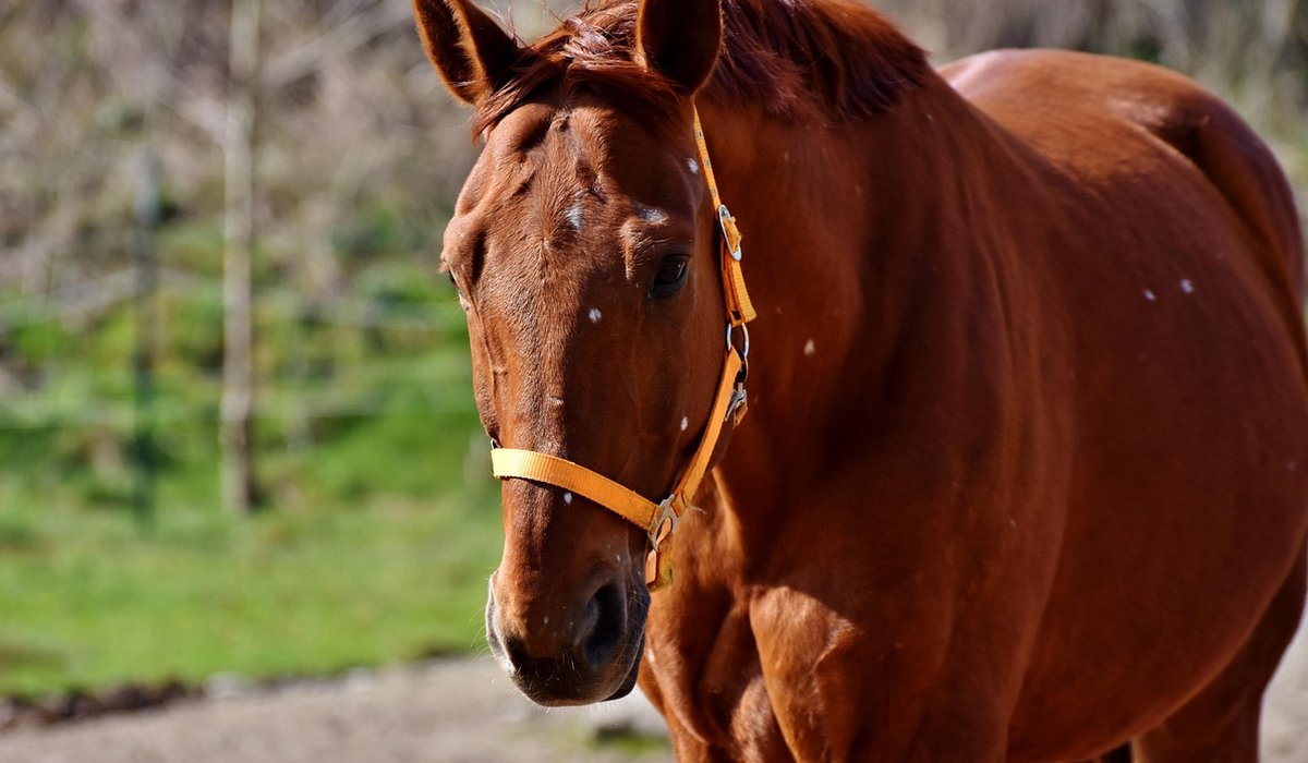 Understanding Your Horse's Body Condition Score