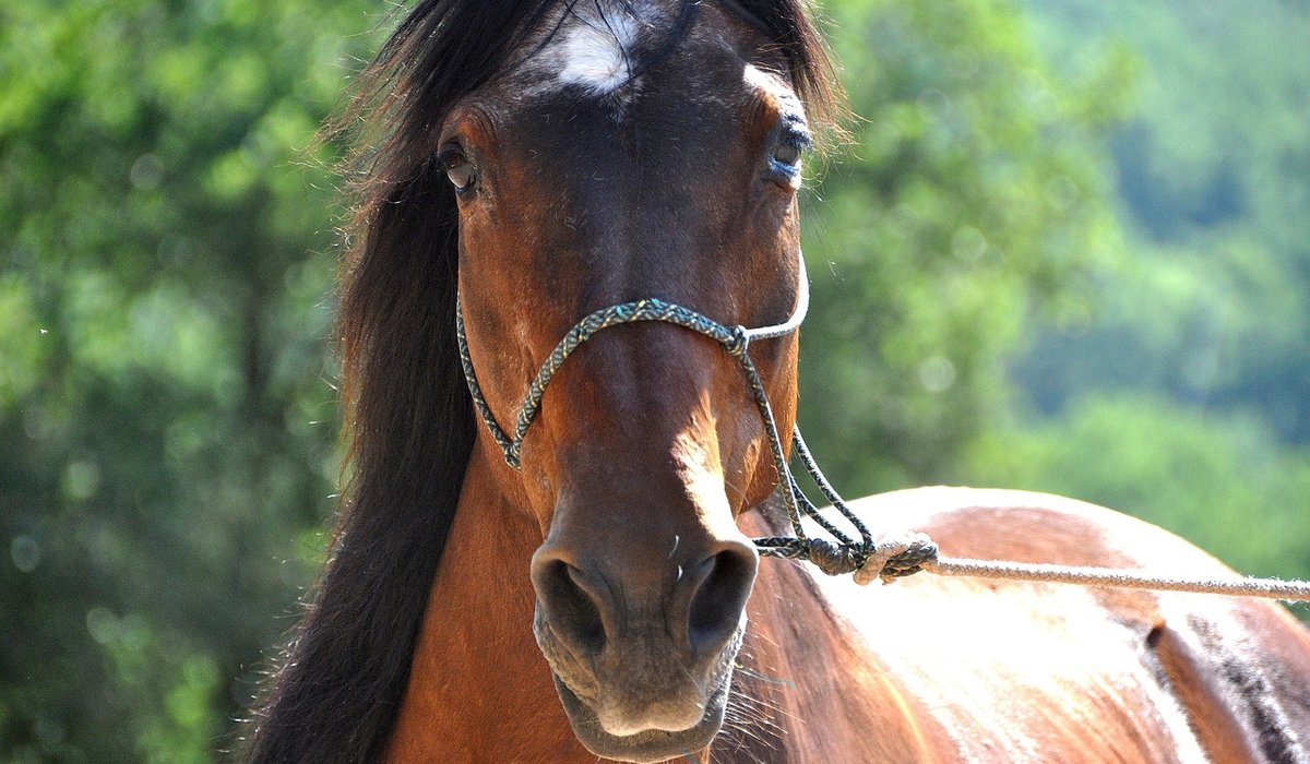 Why Routine Matters for Stabled Horses